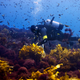 A healthy Australian kelp forest. Image: Joan Costa